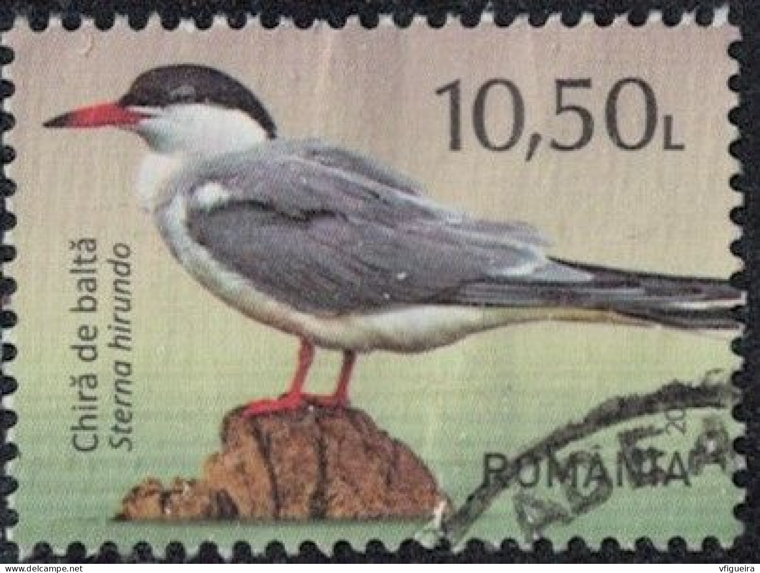 Roumanie 2021 Oblitéré Used Oiseau Sterna Hirundo Sterne Pierregarin Y&T RO 6679 SU - Oblitérés