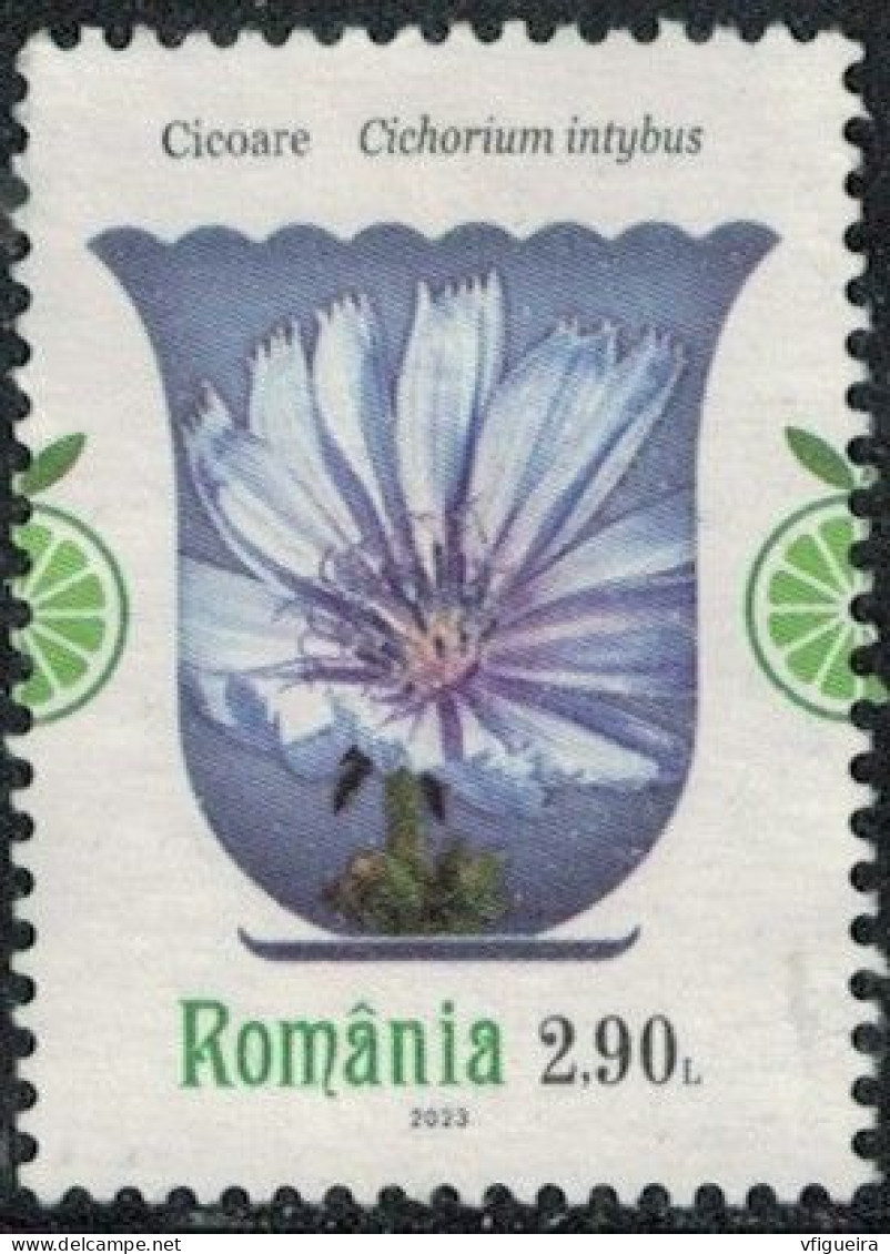 Roumanie 2023 Used Plantes Médicinales Cichorium Intybus Chicorée Sauvage Y&T RO 6962 SU - Gebruikt
