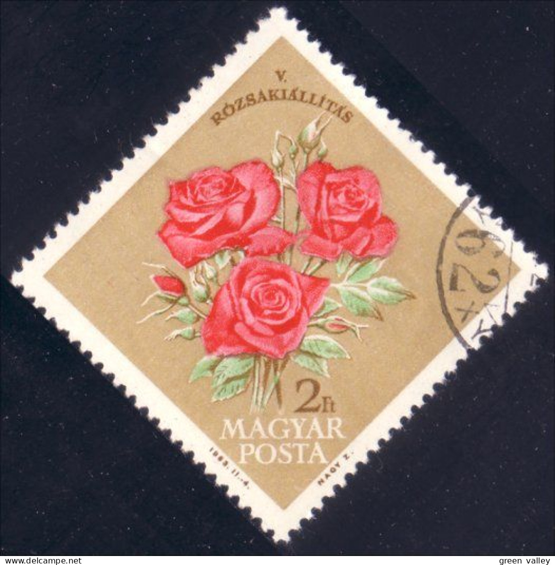 494 Hongrie Rose Roses (HON-315) - Roses