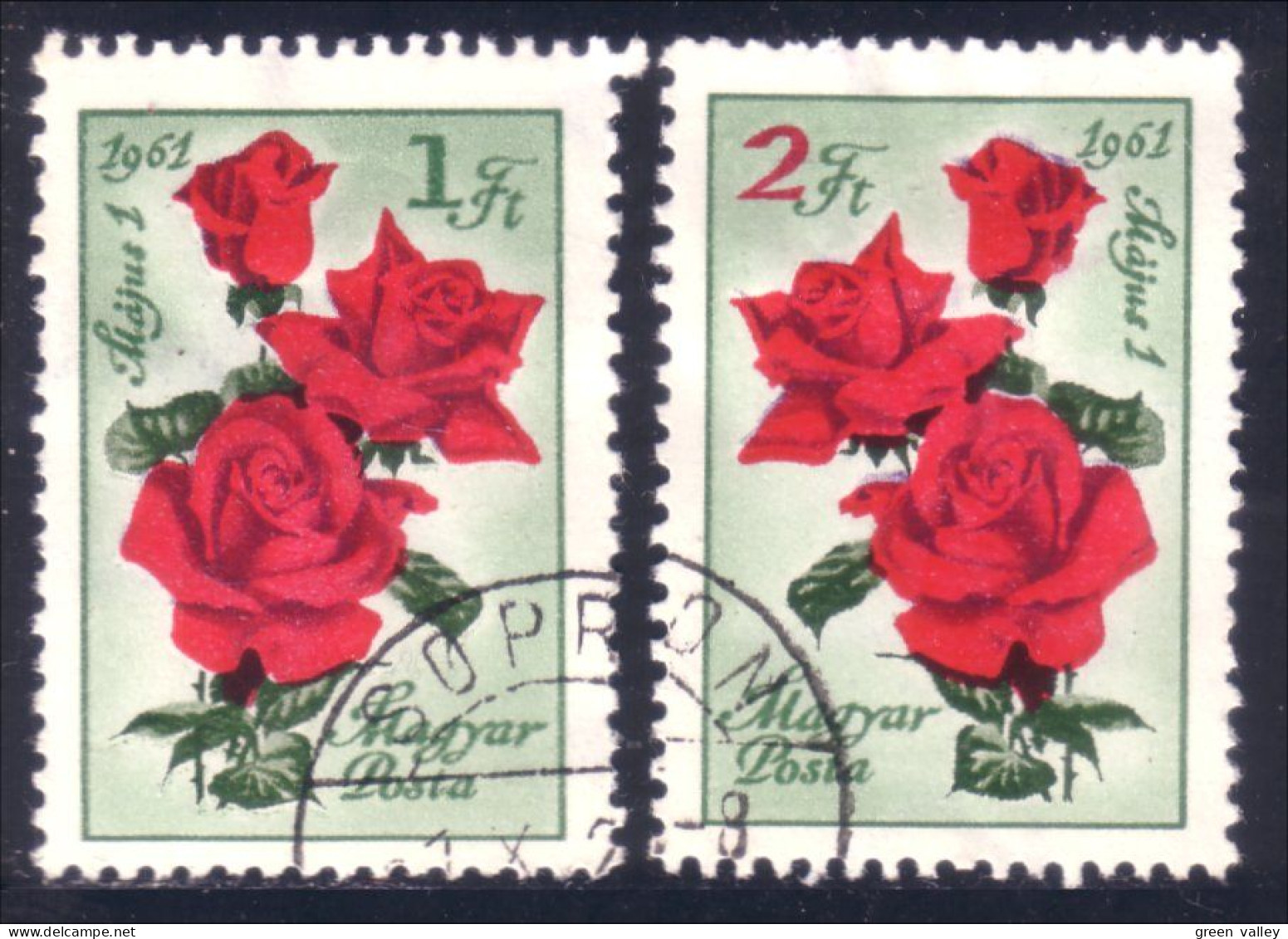 494 Hongrie Rose Roses (HON-298) - Rosen