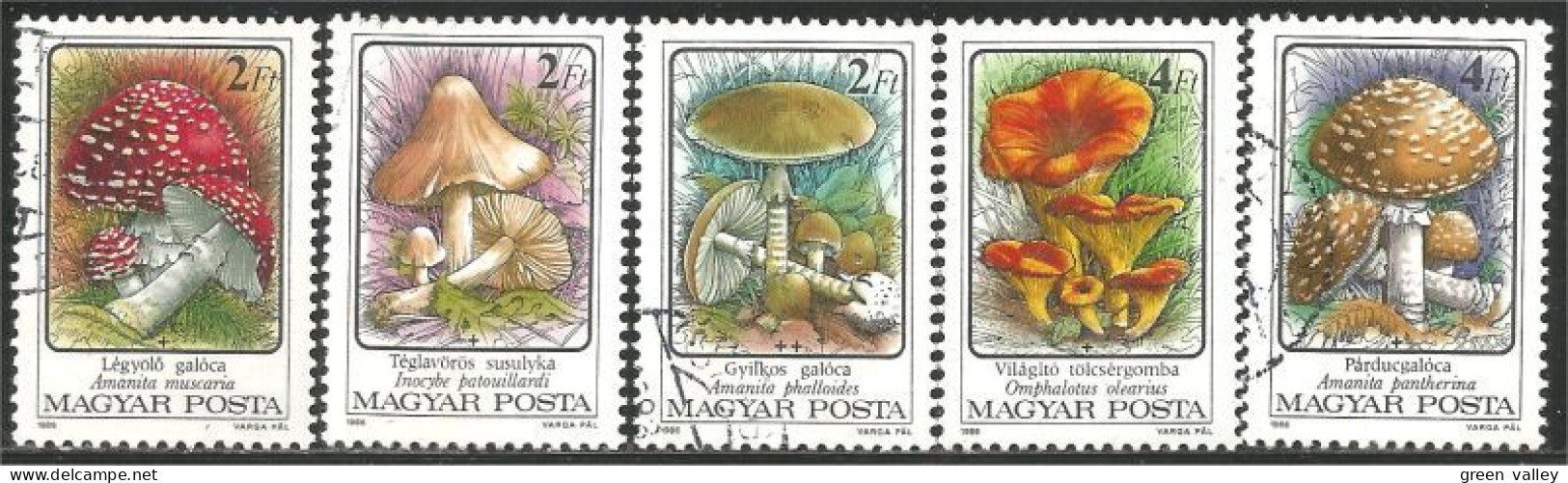 494 Hongrie Champignon Mushroom Pilz Paddestoel Fungo (HON-174b) - Used Stamps