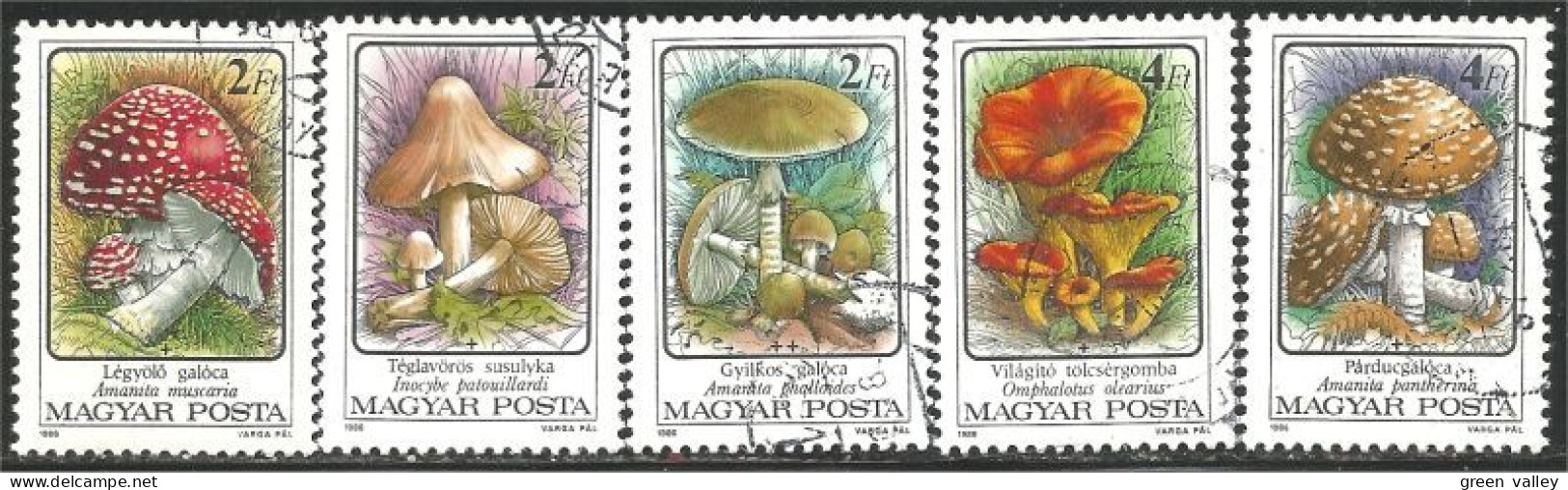 494 Hongrie Champignon Mushroom Pilz Paddestoel Fungo (HON-174d) - Pilze