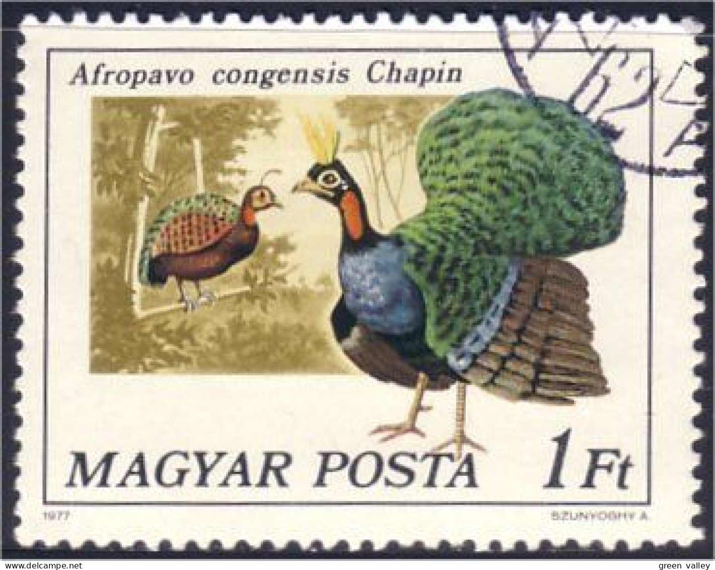 494 Hongrie Dinde Sauvage Wild Turkey (HON-17) - Gallinacées & Faisans
