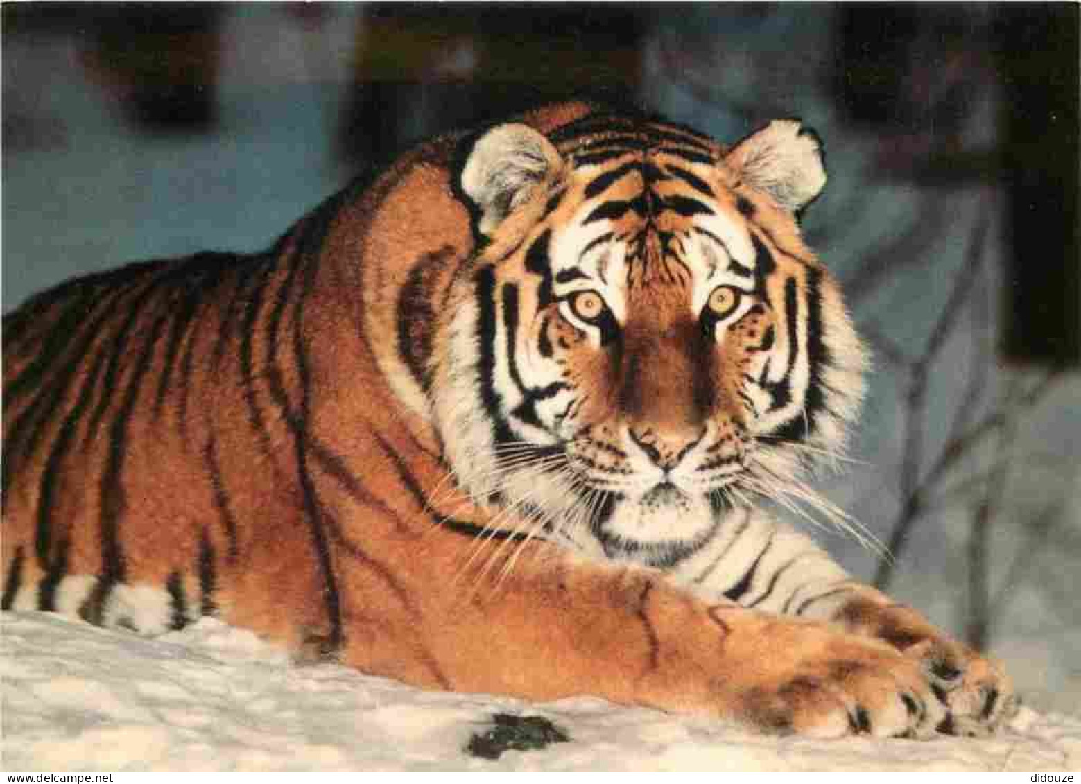 Animaux - Fauves - Tigre - Tiger - Tiger Sibérien - Carte WWF - CPM - Carte Neuve - Voir Scans Recto-Verso - Tigres