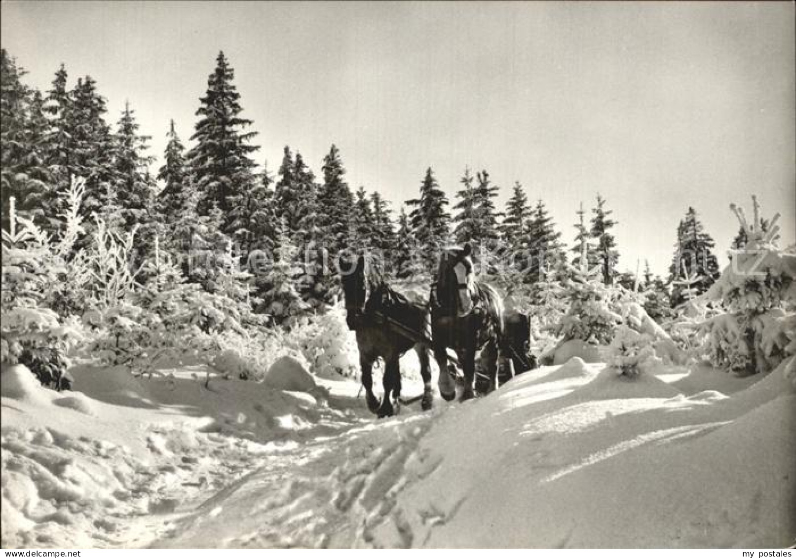 72383444 Harz Pferdeschlitten Im Wald  - Harzgerode