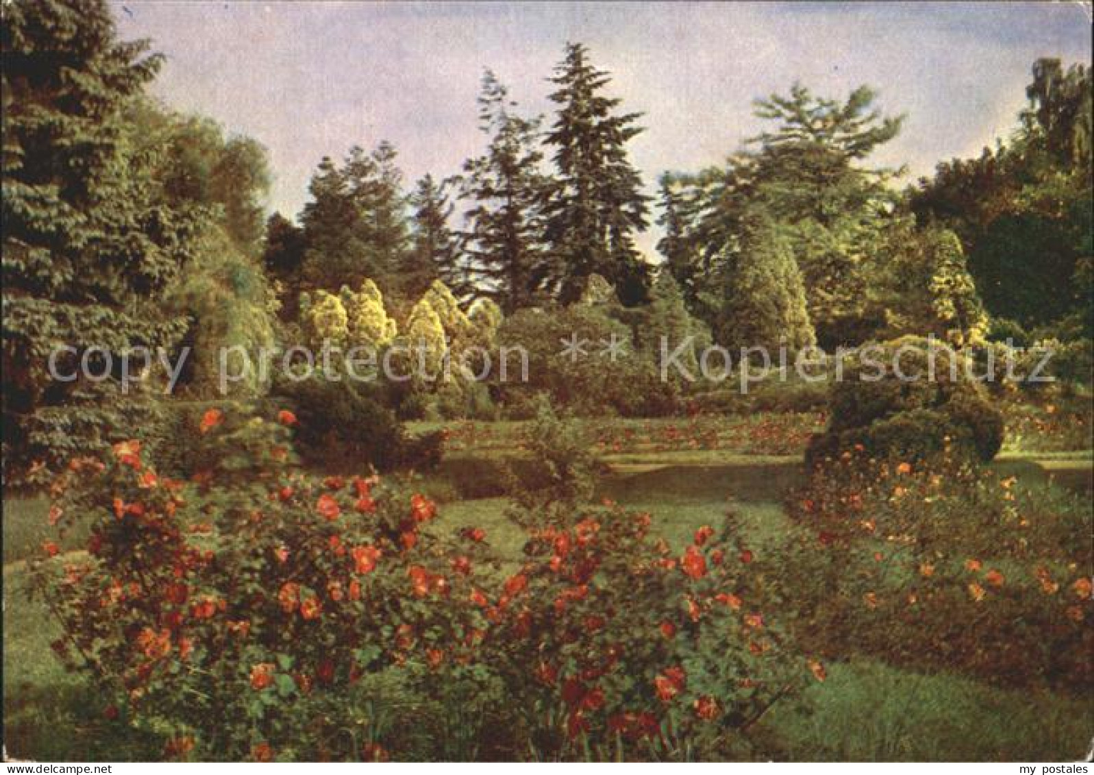 72382620 Sangerhausen Suedharz Rosarium Parkrose  Sangerhausen - Sangerhausen