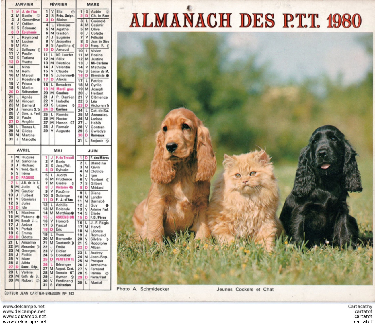 Almanach Des P.T.T.  1980 PAS DE CALAIS .  Chiens Samoyede + Jeunes Cokers Et Chat . - Formato Grande : 1971-80