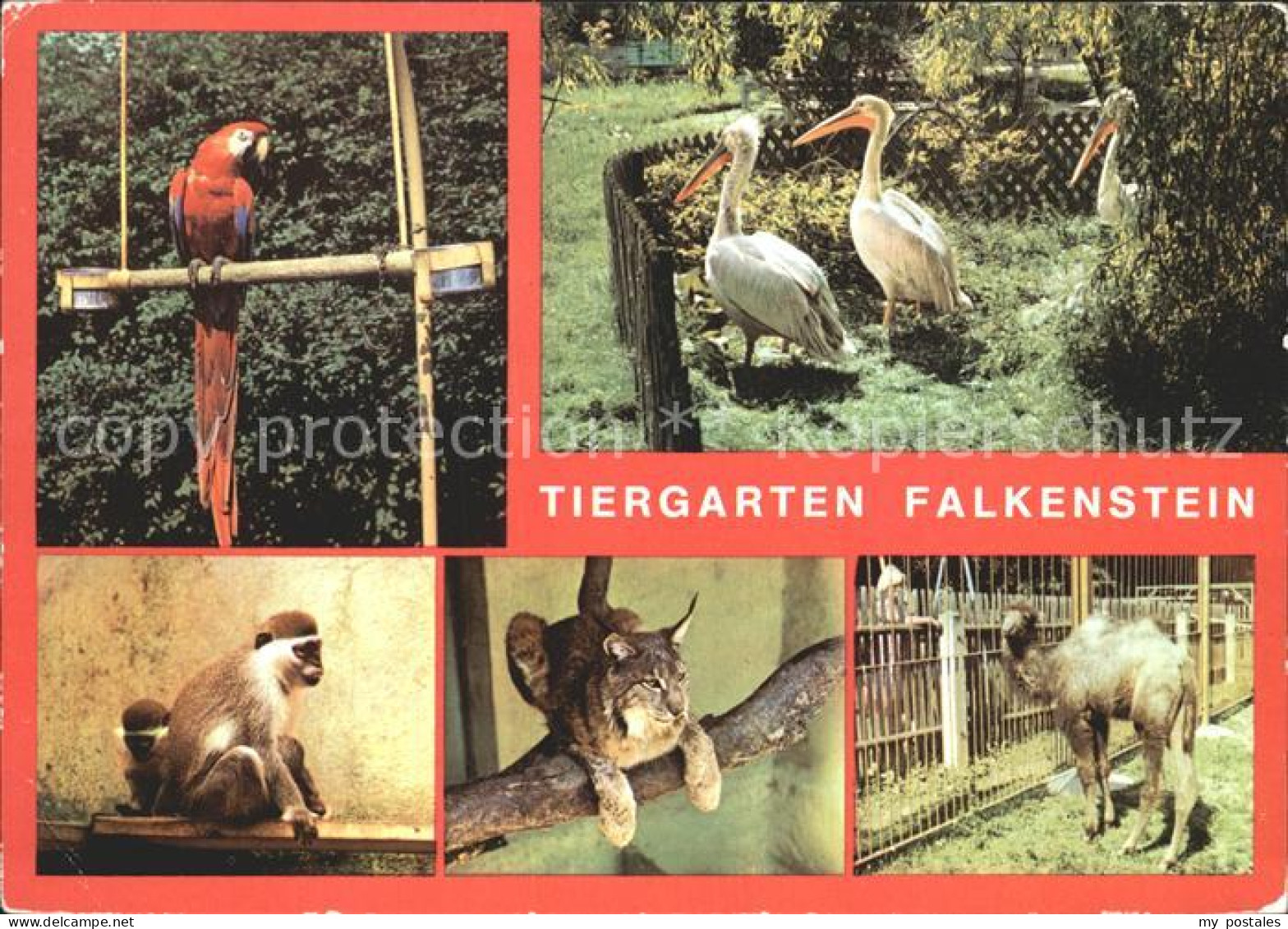 72326073 Falkenstein Vogtland Tiergarten Falkenstein Ara Meerkatzen Luchs Junges - Falkenstein (Vogtland)