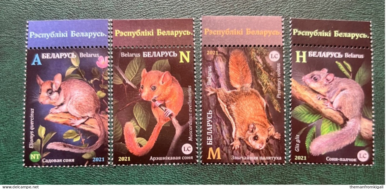 Belarus 2021 - Fauna - Rodents. - Belarus