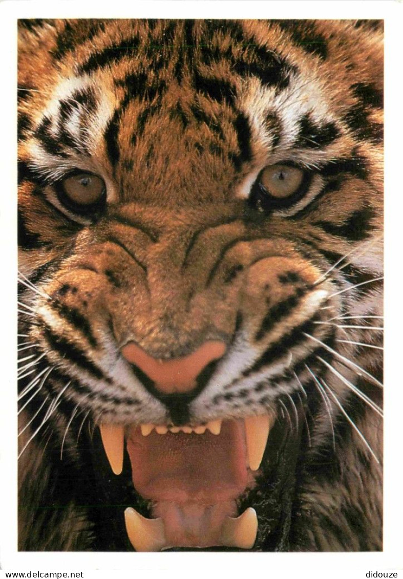 Animaux - Fauves - Tigre - Tiger - Collection Vie Sauvage - Mark Newman - Tigre En Fureur - CPM - Carte Neuve - Voir Sca - Tijgers