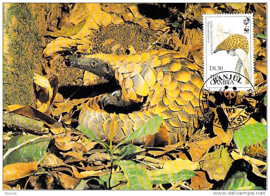 GAMBIE   WWF CARTE MAXIMUM NUM.YVERT  1296  PROTECTION DE LA NATURE  PANGOLIN - Tarjetas – Máxima