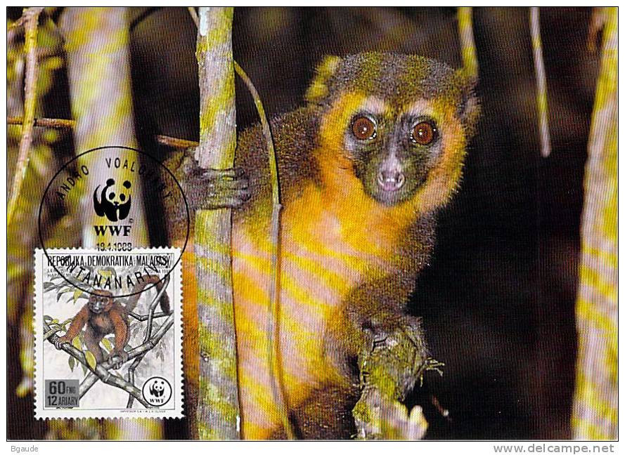 MADAGASCAR  WWF CARTE MAXIMUM NUM.YVERT  841  PROTECTION DE LA NATURE  LEMURIEN - Maximumkaarten