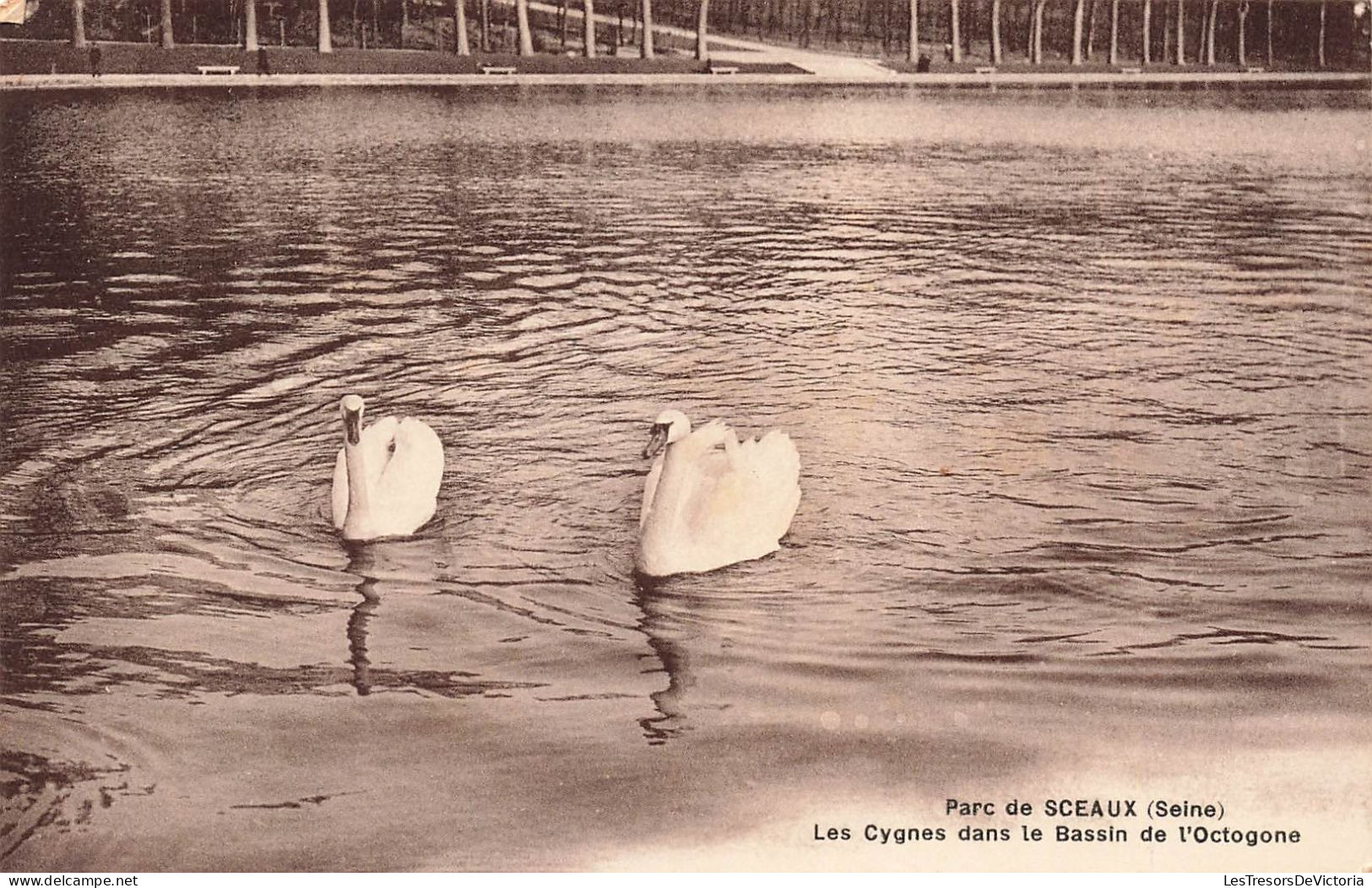 FRANCE - Sceaux - Les Cygnes Dans Le Bassin De L'Octogone Du Parc - Carte Postale Ancienne - Sceaux
