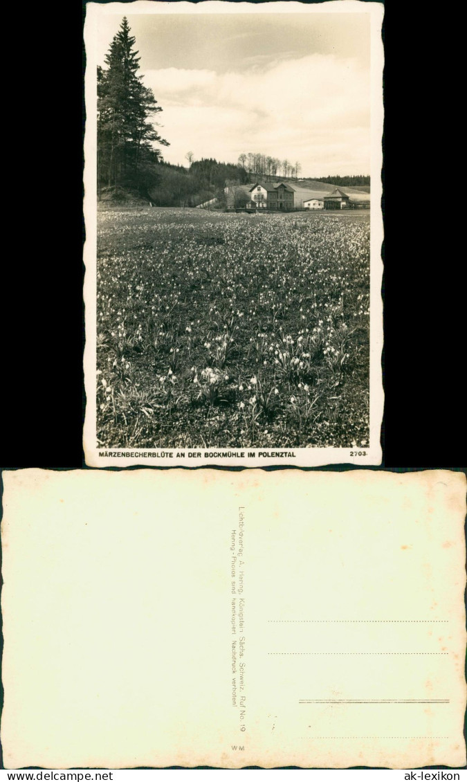 Hohnstein MÄRZENBECHERBLÜTE BOCKMÜHLE IM POLENZTAL Foto Hering 1929 - Hohnstein (Sächs. Schweiz)