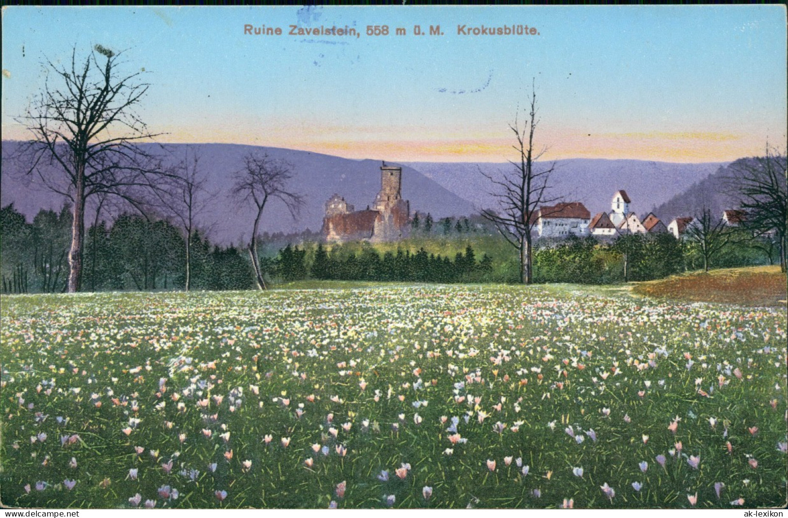 Bad Teinach-Zavelstein Ruine   Krokusblüte 1910    Landpoststempel "Z Calw" - Bad Teinach