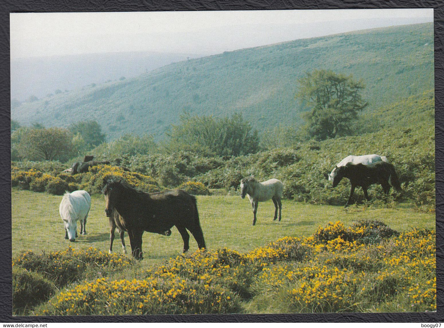 Dartmoor National Park Ponies Near Darkmeet - Plymouth