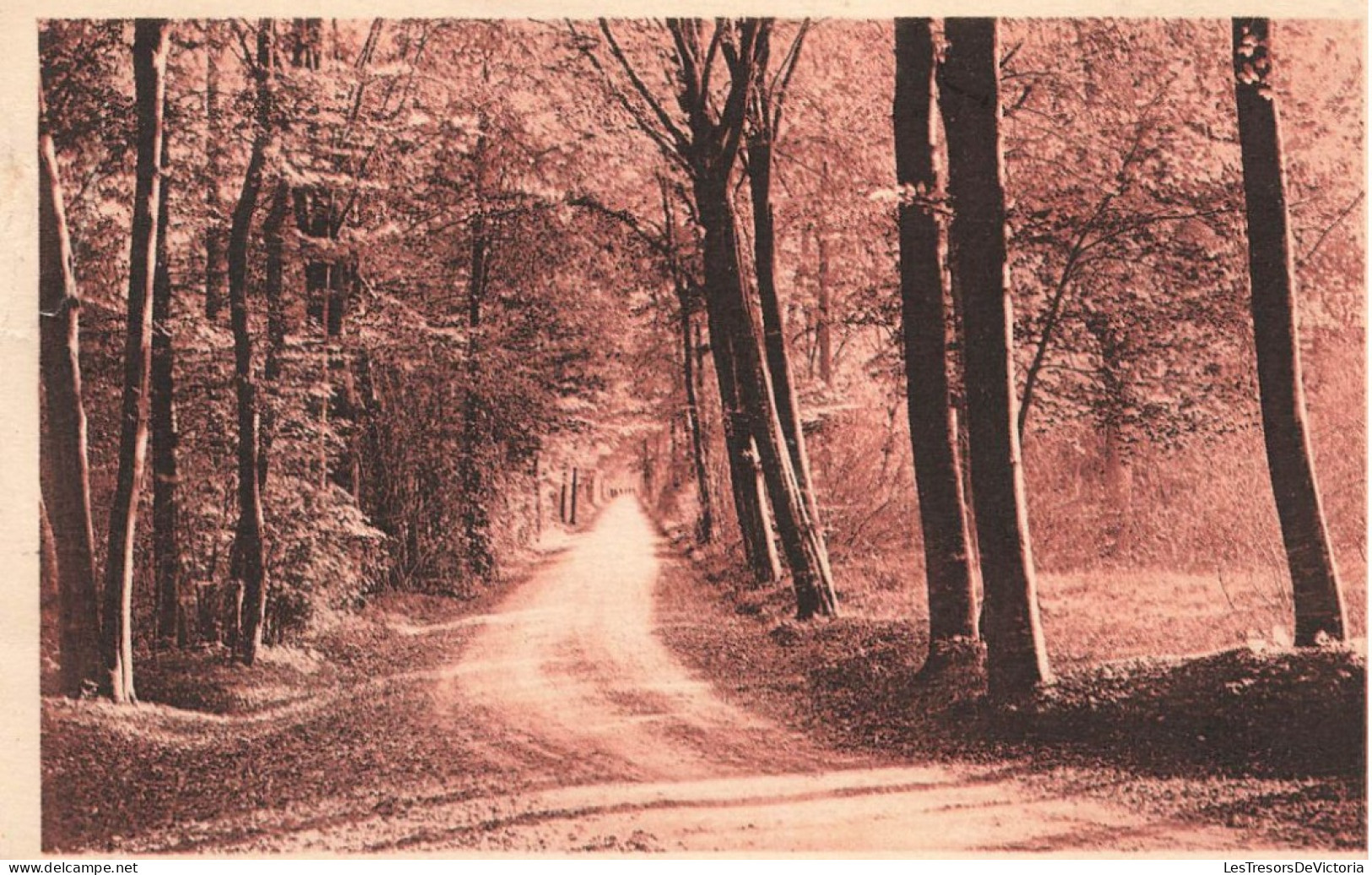 FRANCE - Forêt De Chantilly - Vue Sur La Forêt - Sur Une Route Dans La Forêt - Carte Postale Ancienne - Chantilly