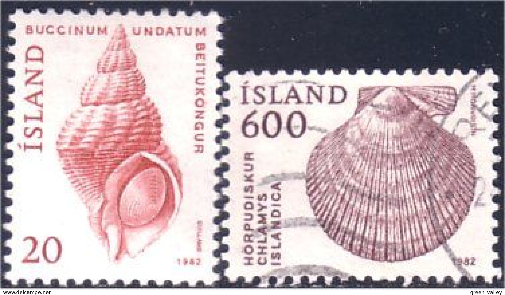 496 Iceland Buccin Chlamys Shells Coquillages (ISL-305) - Nuovi