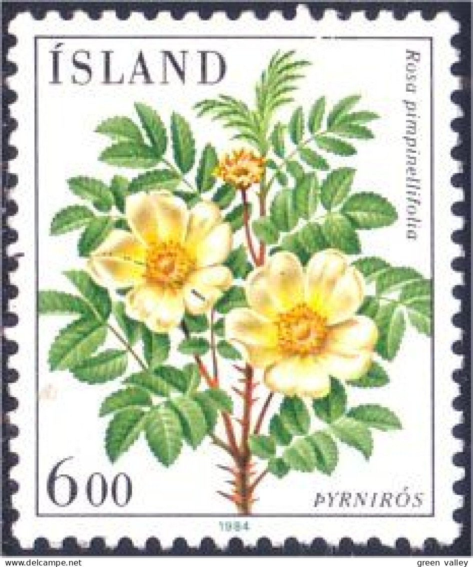 496 Iceland Rose (ISL-295) - Rosas