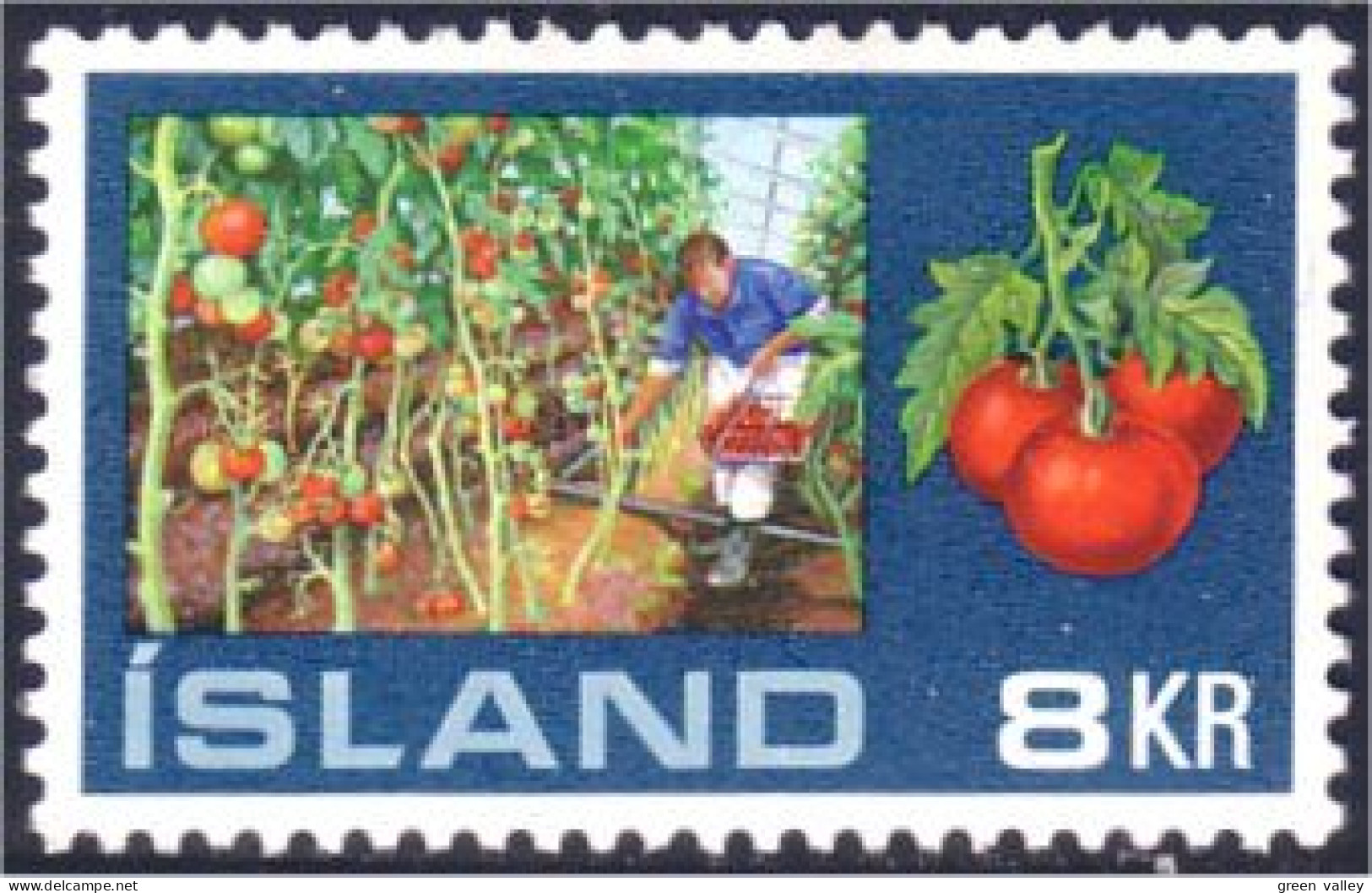 496 Iceland Tomate Tomatoes Tomato Tomates Serre Greenhouse VLH * CH Tres Legere (ISL-260) - Vulkanen