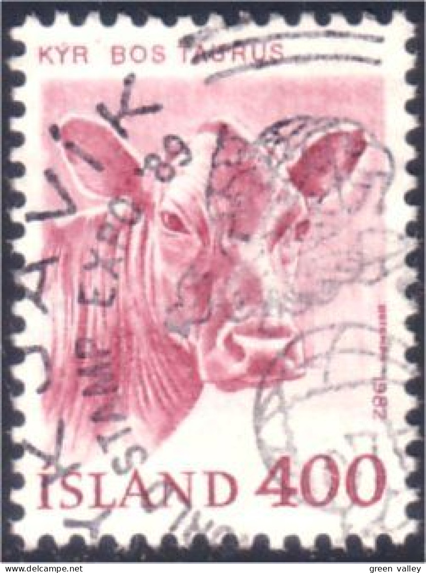 496 Iceland Vache Cow Veau Calf (ISL-242) - Vacas