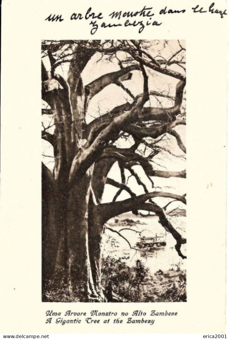 Zambie. Un Arbre Monstre Dans Le Haut Zambèze. - Zambia