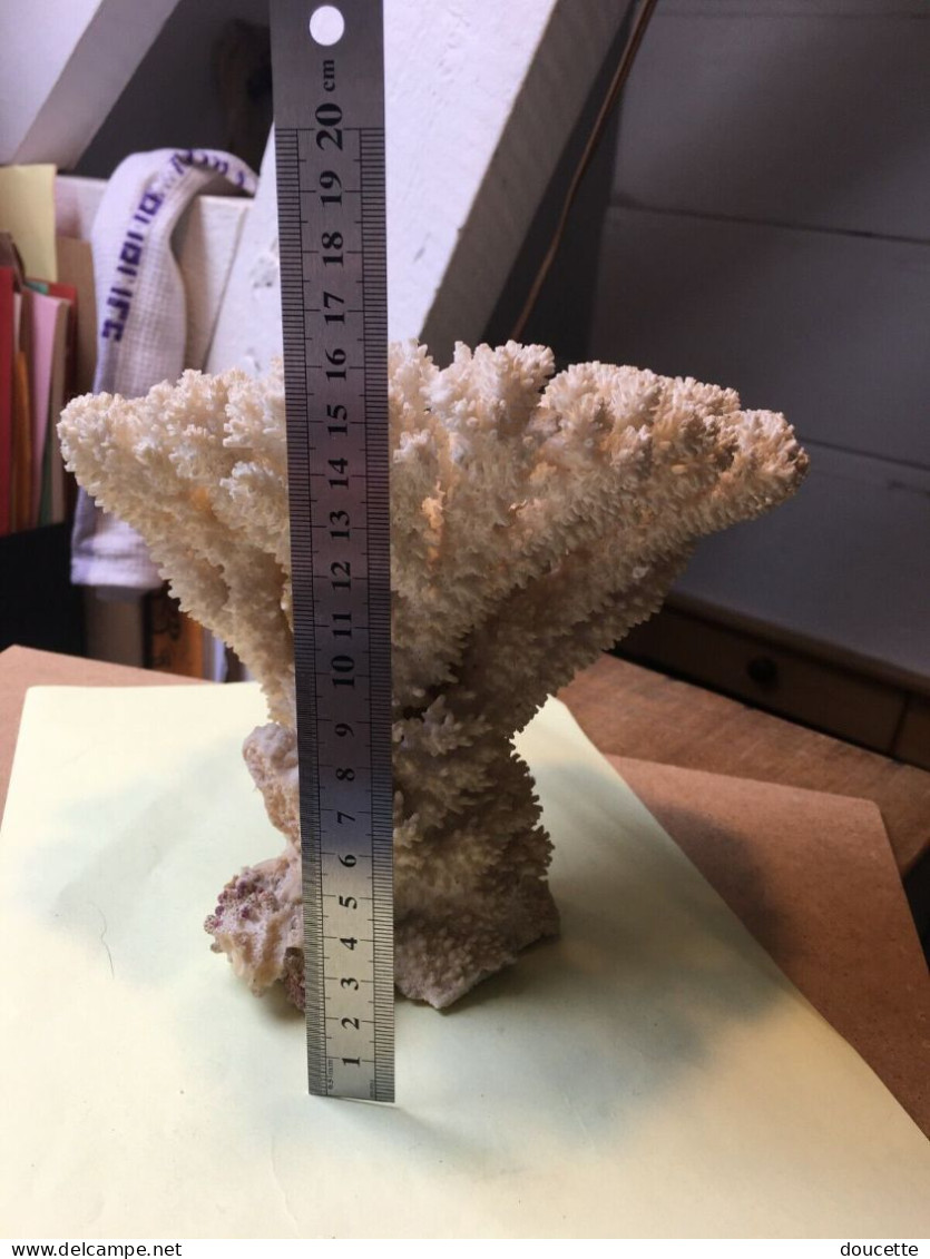 très gros morceau de corail