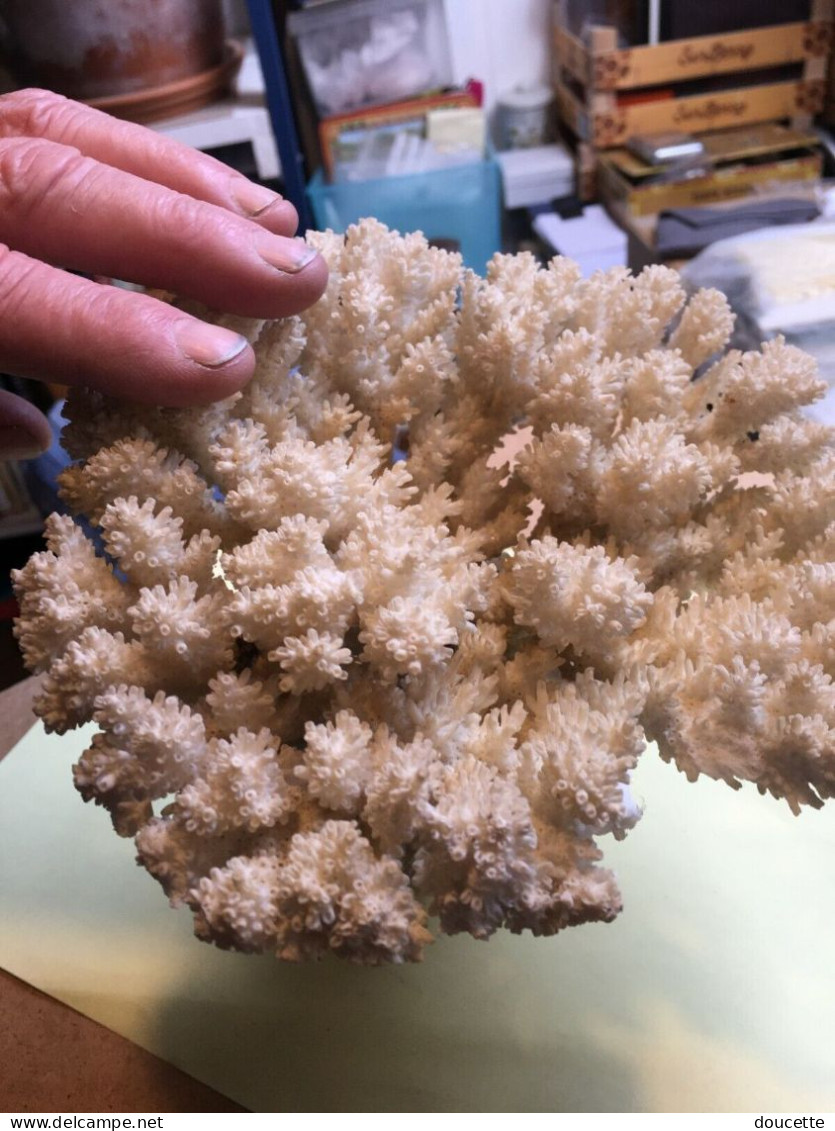 très gros morceau de corail
