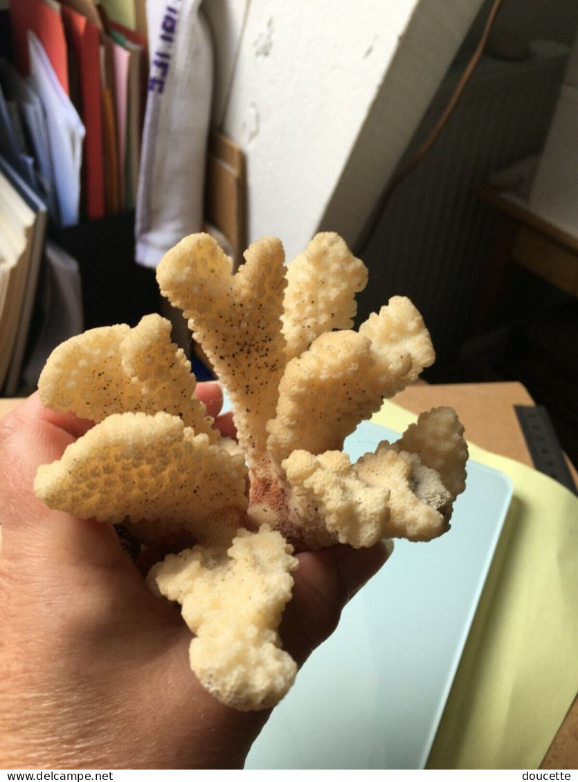 très beau morceau de corail