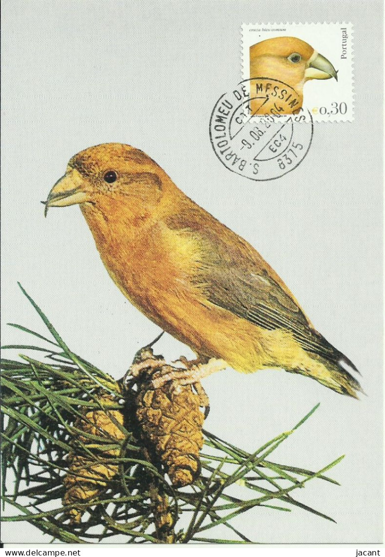 Carte Maximum - Oiseaux - Portugal - Cruza Bico Comum - Bec Croisé Des Sapins - Red Crossbill - Loxia Curvirostra - Songbirds & Tree Dwellers
