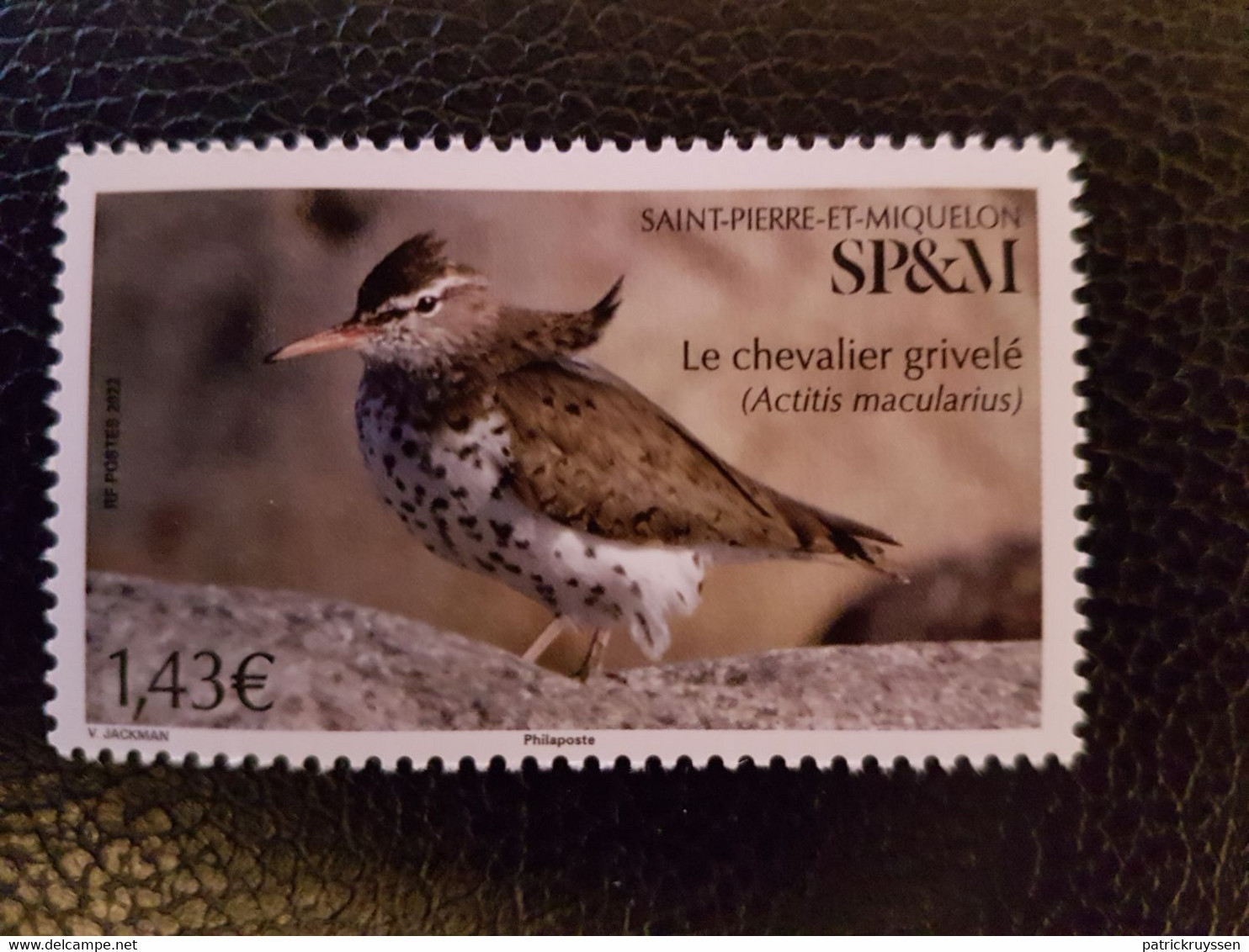 Pierre Miquelon 2022 Bird Spotted Sandpiper Chevalier Grivelé Aves Vogel 1v Mnh - Unused Stamps