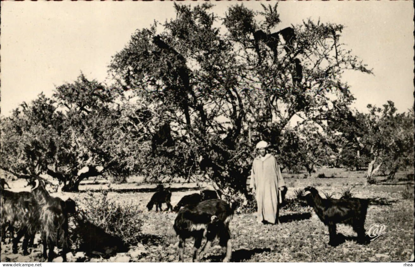 MAROC - AGADIR - Chèvres Dans Les Arganiers - Agadir
