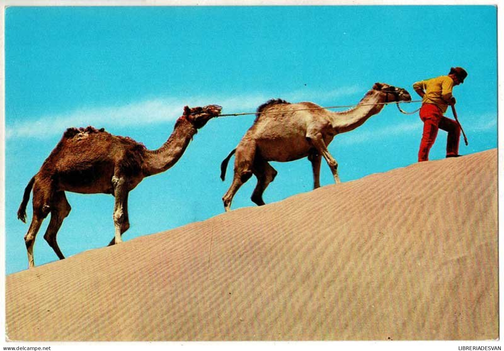 Postal Canarias. Camellos En Las Dunas No. 2749 - Sonstige & Ohne Zuordnung