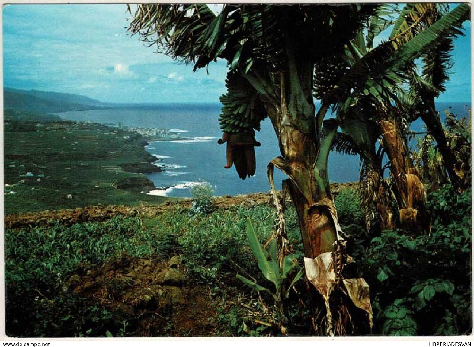 Postal Canarias. Tenerife. Detalle Del Puerto De La Cruz No. 7381 - Autres & Non Classés