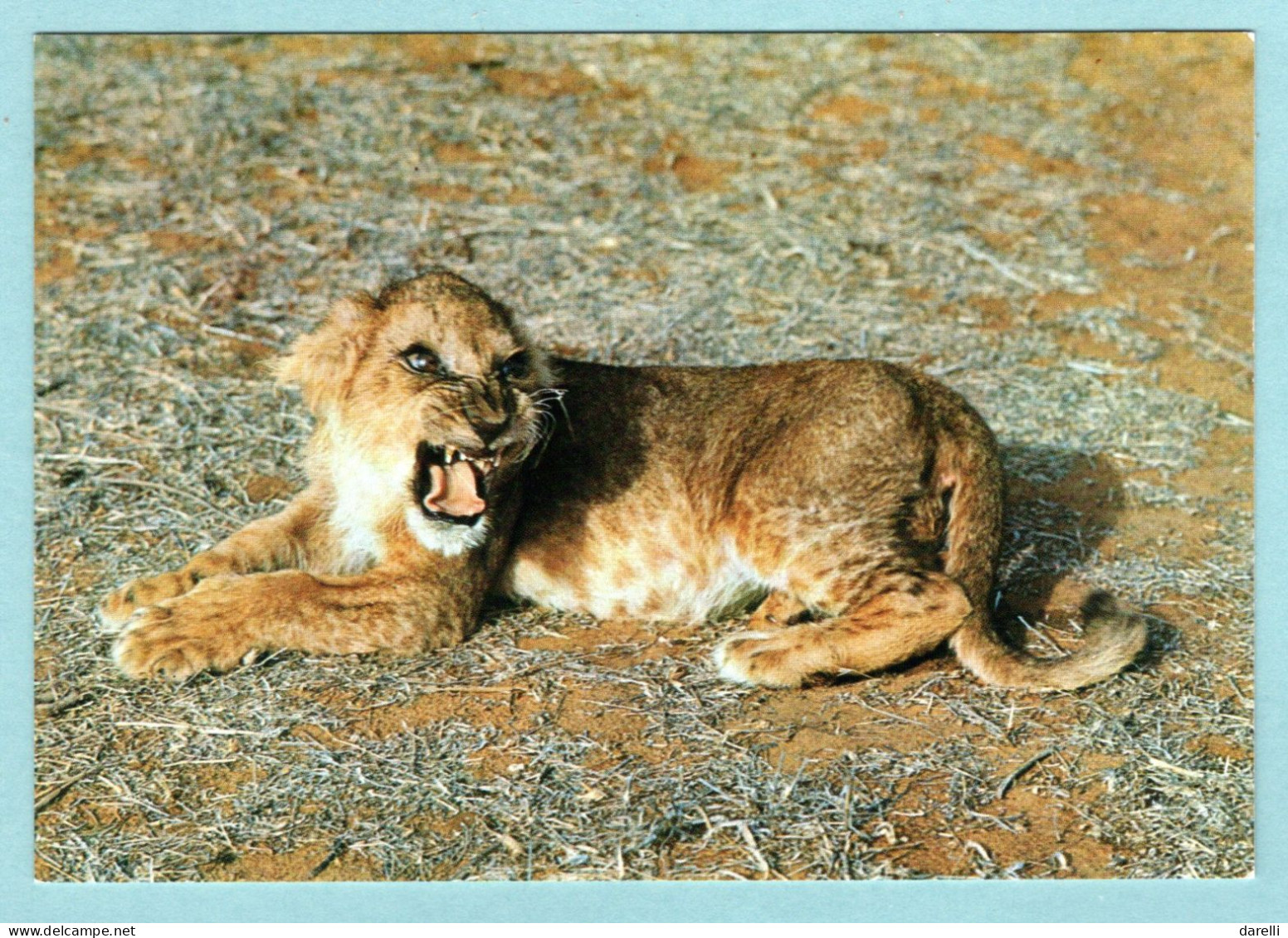 CP Lions - Faune - Afrique De L'Est - Lionceau -- Wildlife - East Africa L Ion Cub - Leoni