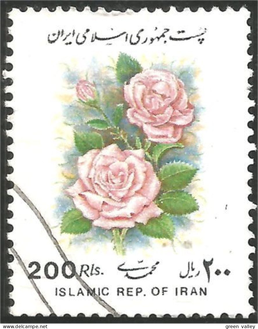 514 Iran Rose (IRN-77) - Roses