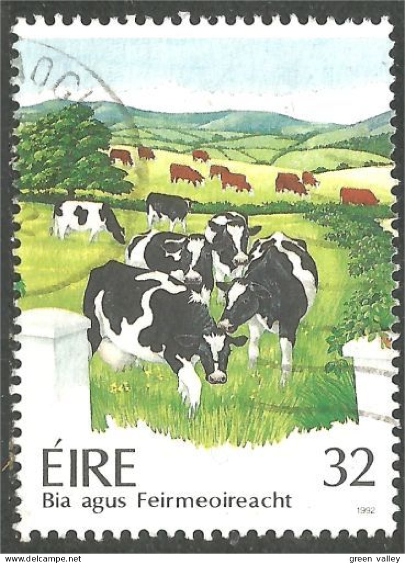 510 Ireland Cattle Vache Cow Vaca Kuh Koe Mucca Vacca (IRL-132) - Kühe