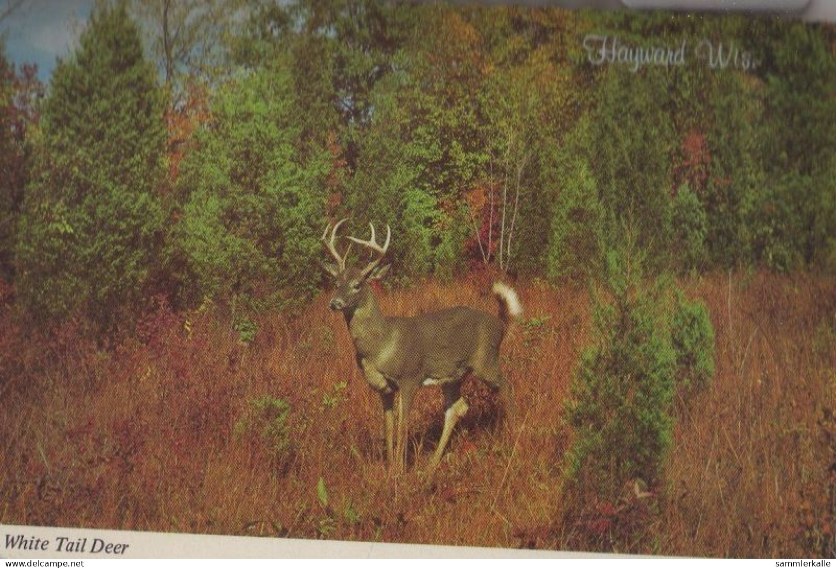 32726 - USA - Hayward - White Tail Deer - Ca. 1975 - Other & Unclassified