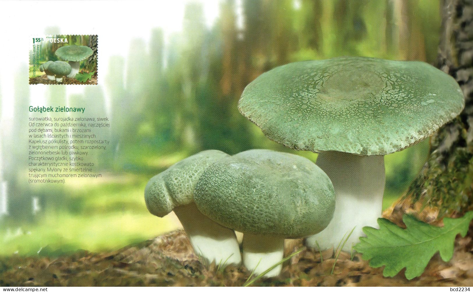 POLAND 2012 POLISH POST OFFICE LIMITED EDITION SPECTACULAR FOLDER: MUSHROOMS IN POLISH FORESTS FDC FUNGI - Paddestoelen