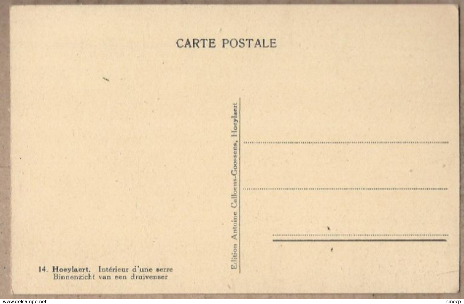 CPSM BELGIQUE - HOEYLAERT - Intérieur D'une Serre - TB PLAN Pépinière - TB Plantes Fleurs - Höilaart