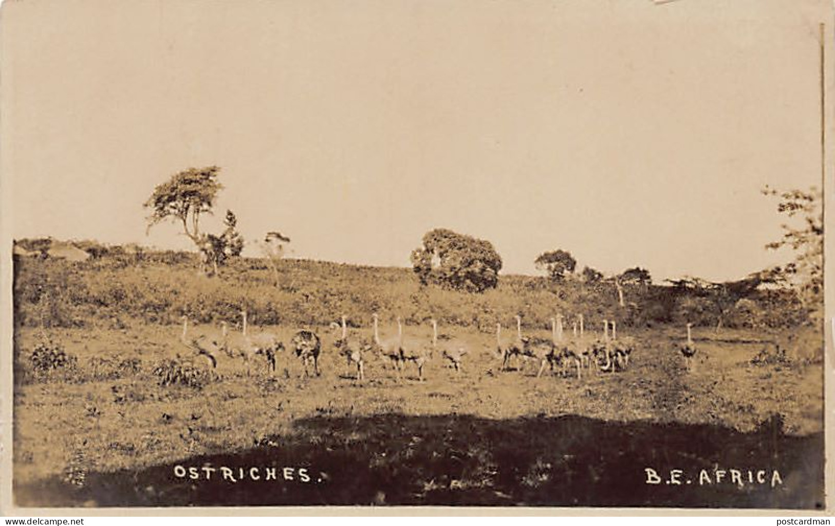 British East Africa - Ostriches - REAL PHOTO - Publ. Unknown  - Kenya