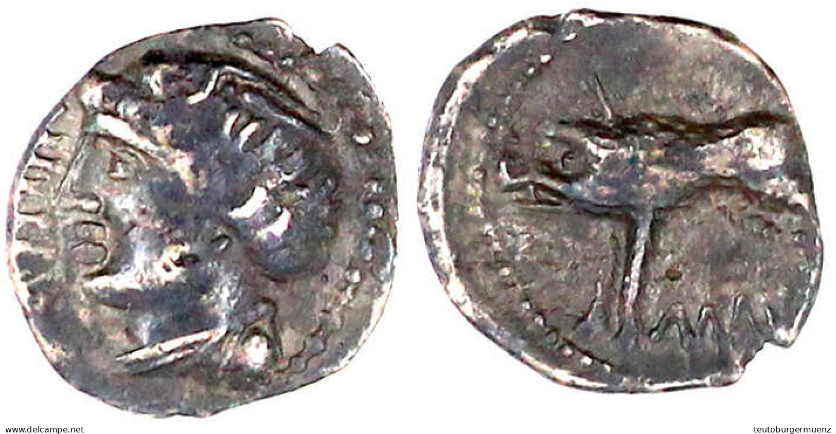 Quinar, 1. Jh. V. Chr. Kopf L./Eber L. 1,44 G. Sehr Schön. Castelin 960. HMZ 1-32a. - Galle