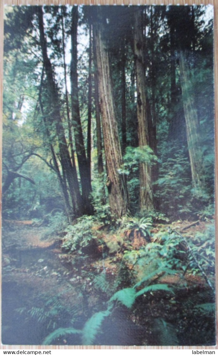 USA UNITED STATES CALIFORNIA SAN FRANCISCO MUIR WOODS MARIN COUNTY ANSICHTSKARTE CARTOLINA POSTCARD PC CARTE POSTALE CP - Washington DC