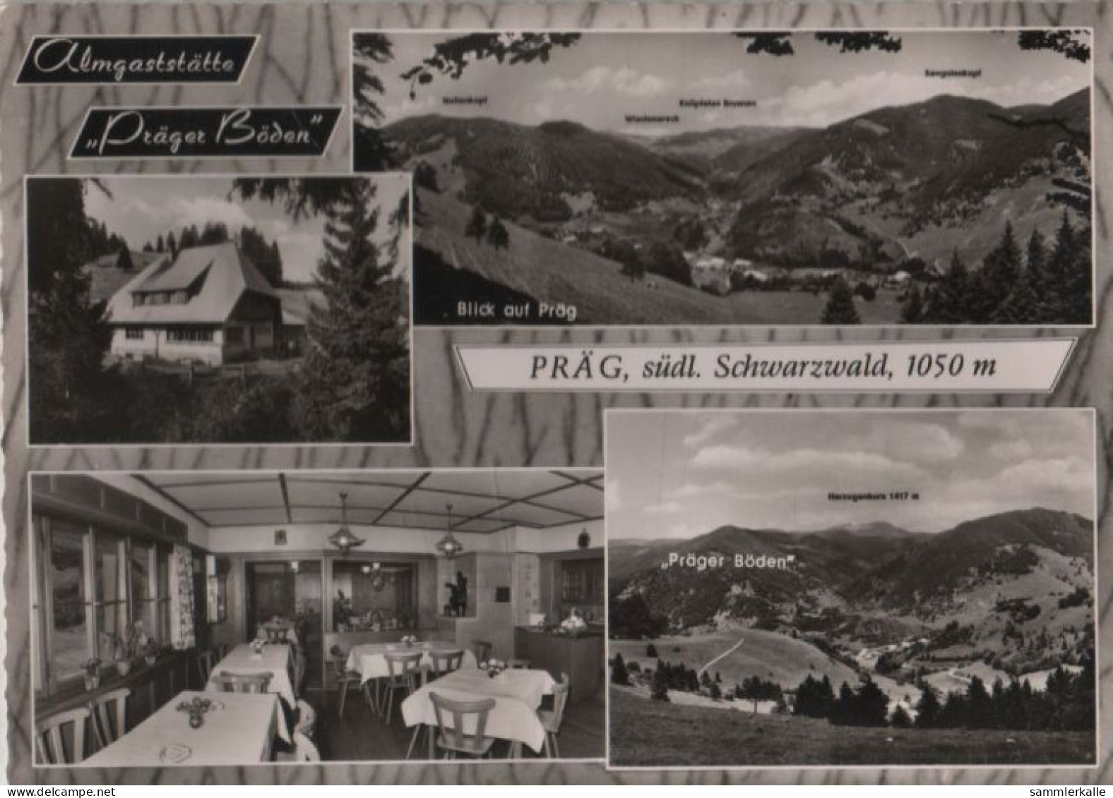 52445 - Todtnau-Präg - Almgaststätte Prägersböden - Ca. 1965 - Todtnau
