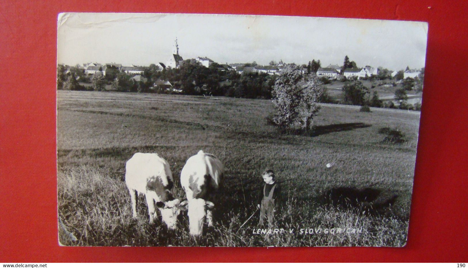 Lenart V Slov.goricah.Pasa Krav/grazing Cows. - Eslovenia