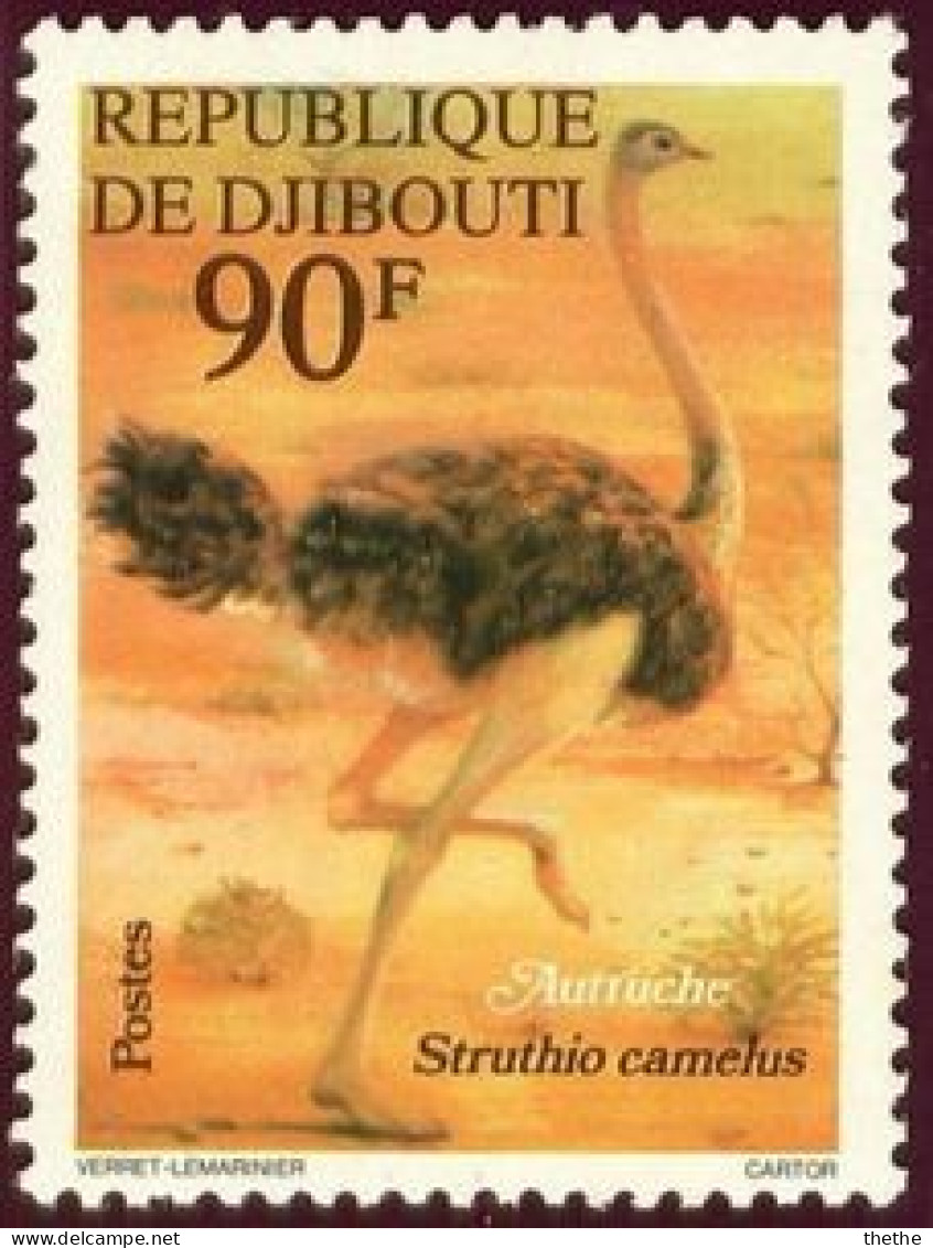 DJIBOUTI - Autruche Commune (Struthio Camelus) - Struisvogels