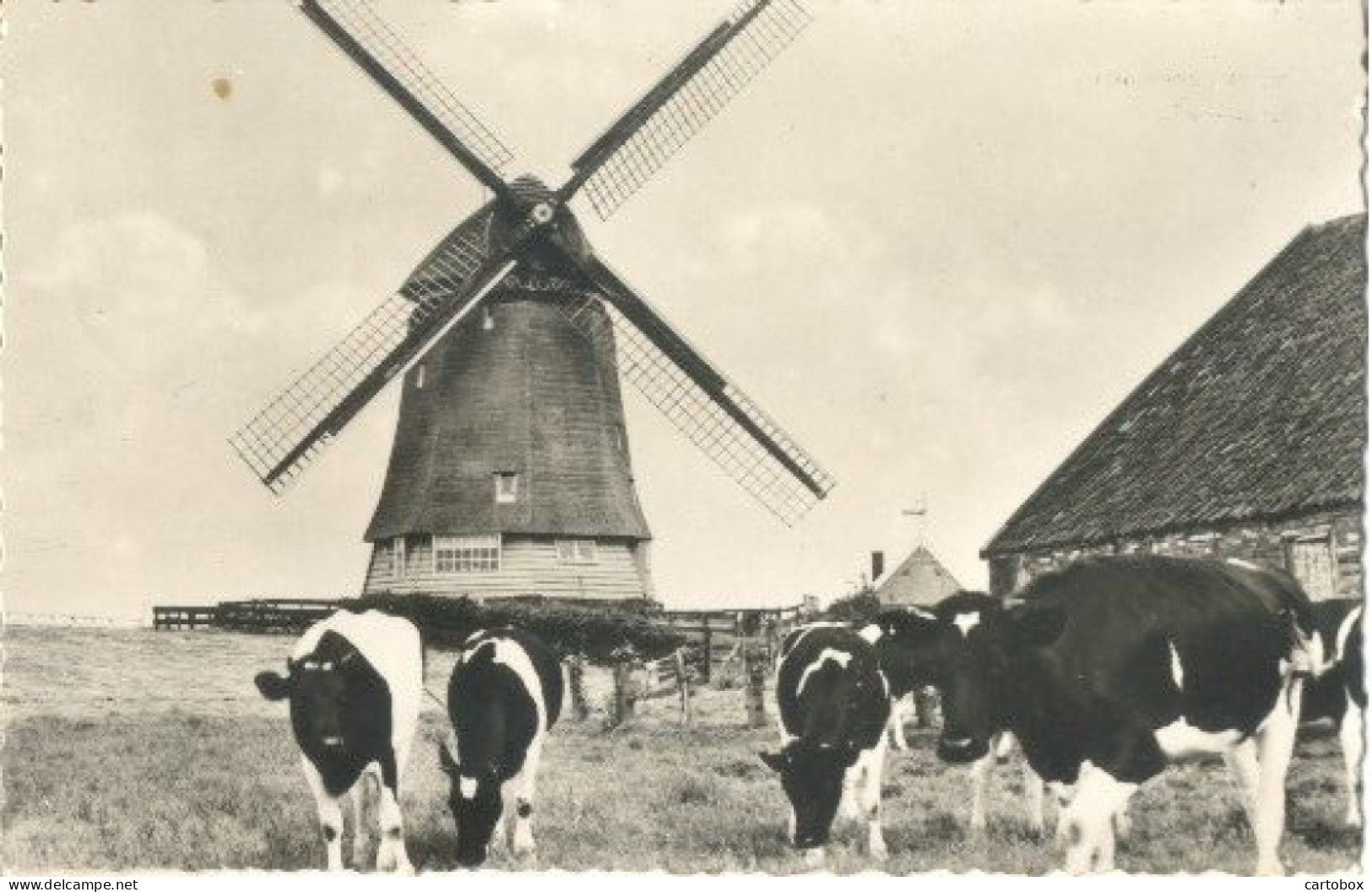 Purmerend, De Neckermolen    (molen Koeien Veeteelt Landbouw) - Purmerend