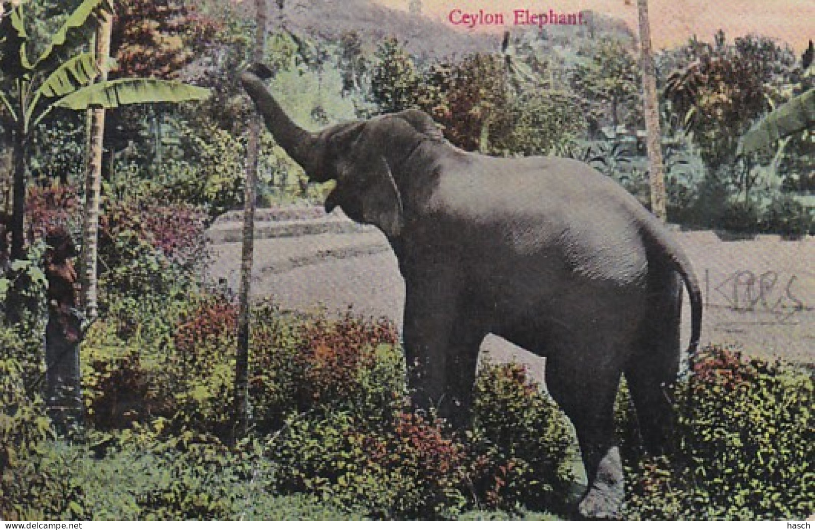 3834	145	Ceylon Elephant  - Elephants