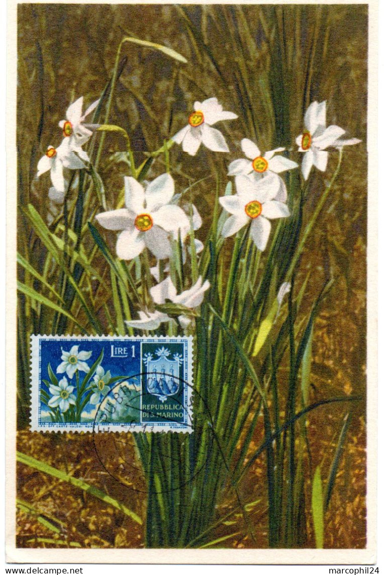 FLEUR + NARCISSES (Narcisse) = SAINT-MARIN 1953 = CARTE MAXIMUM + N° Yvert  374 - Andere & Zonder Classificatie