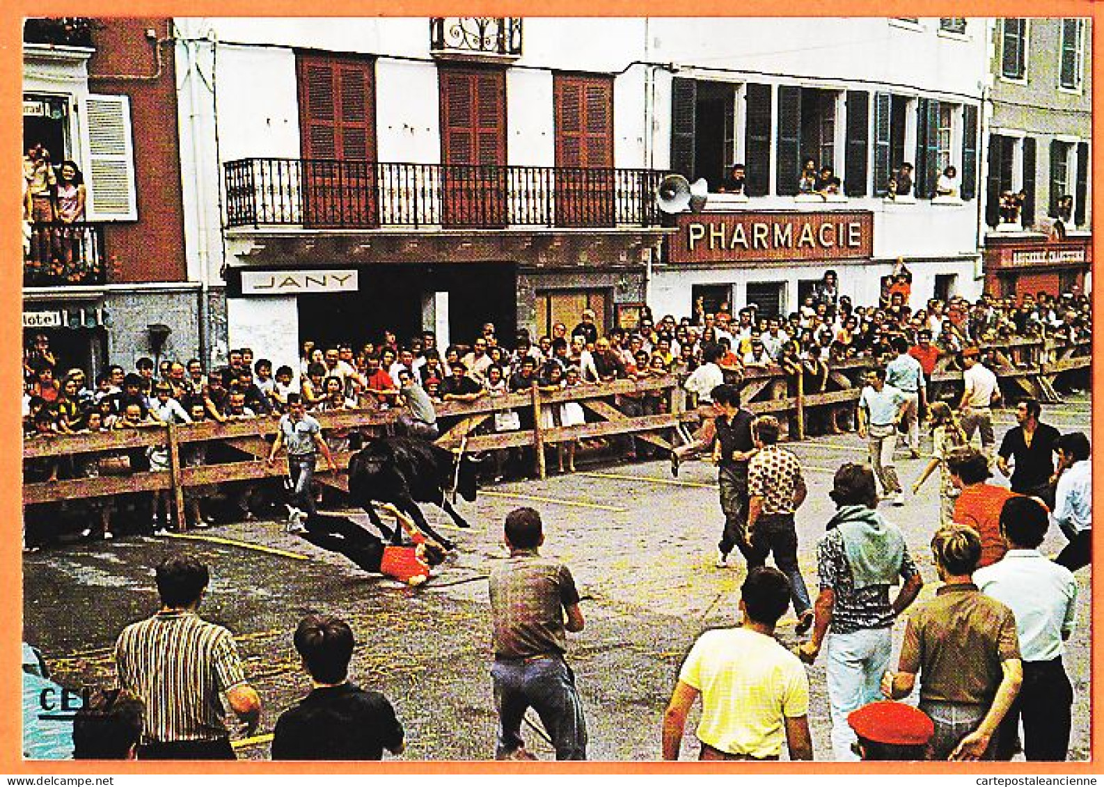 20684 / HASPARREN 64-Euskadi Pharmacie Courses De Vaches Dans Les Rues Folklore Pays Basque 1975s CELY 3151 - Hasparren